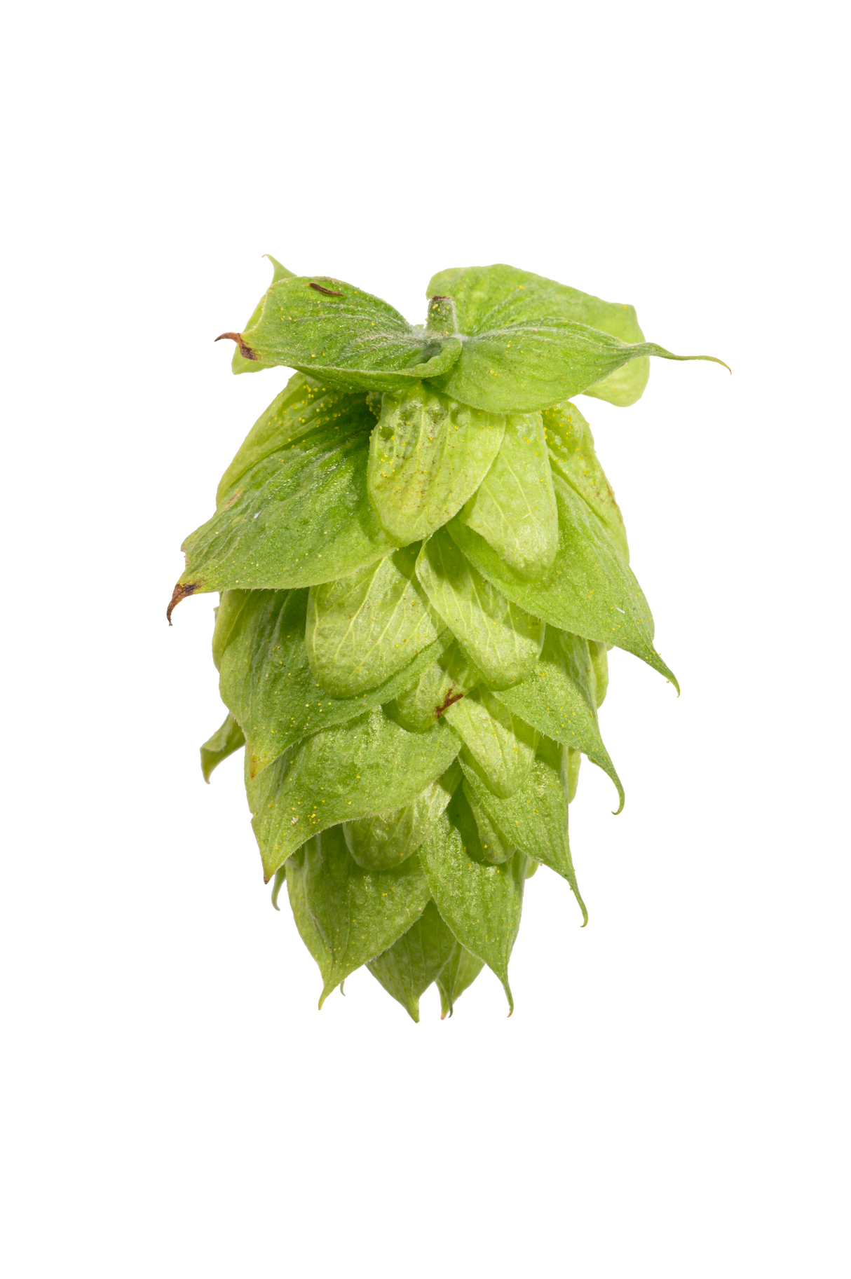 Brewers Gold Whole Cone