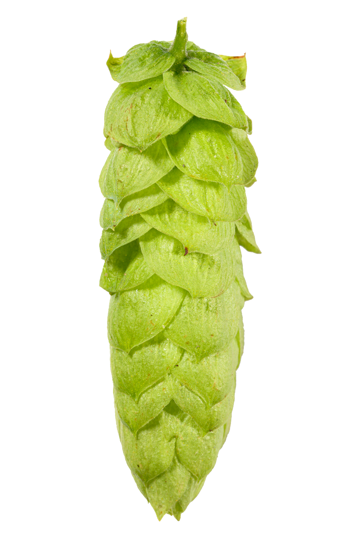 Comet Whole Cone