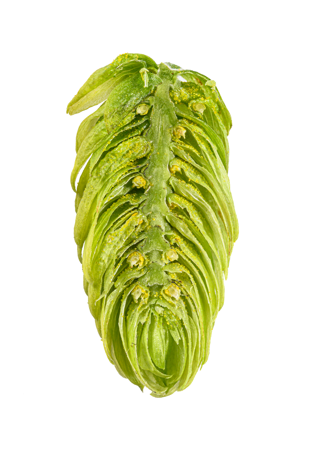 Hallertau Mittelfruh Dissected Cone