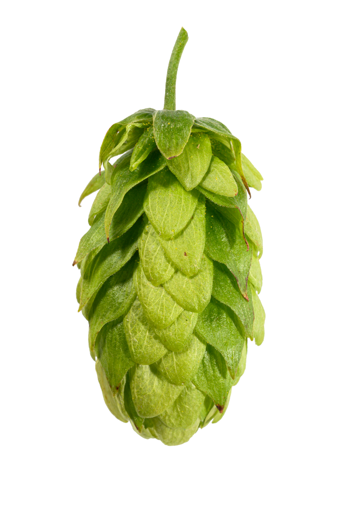 Hallertau Mittelfruh Whole Cone