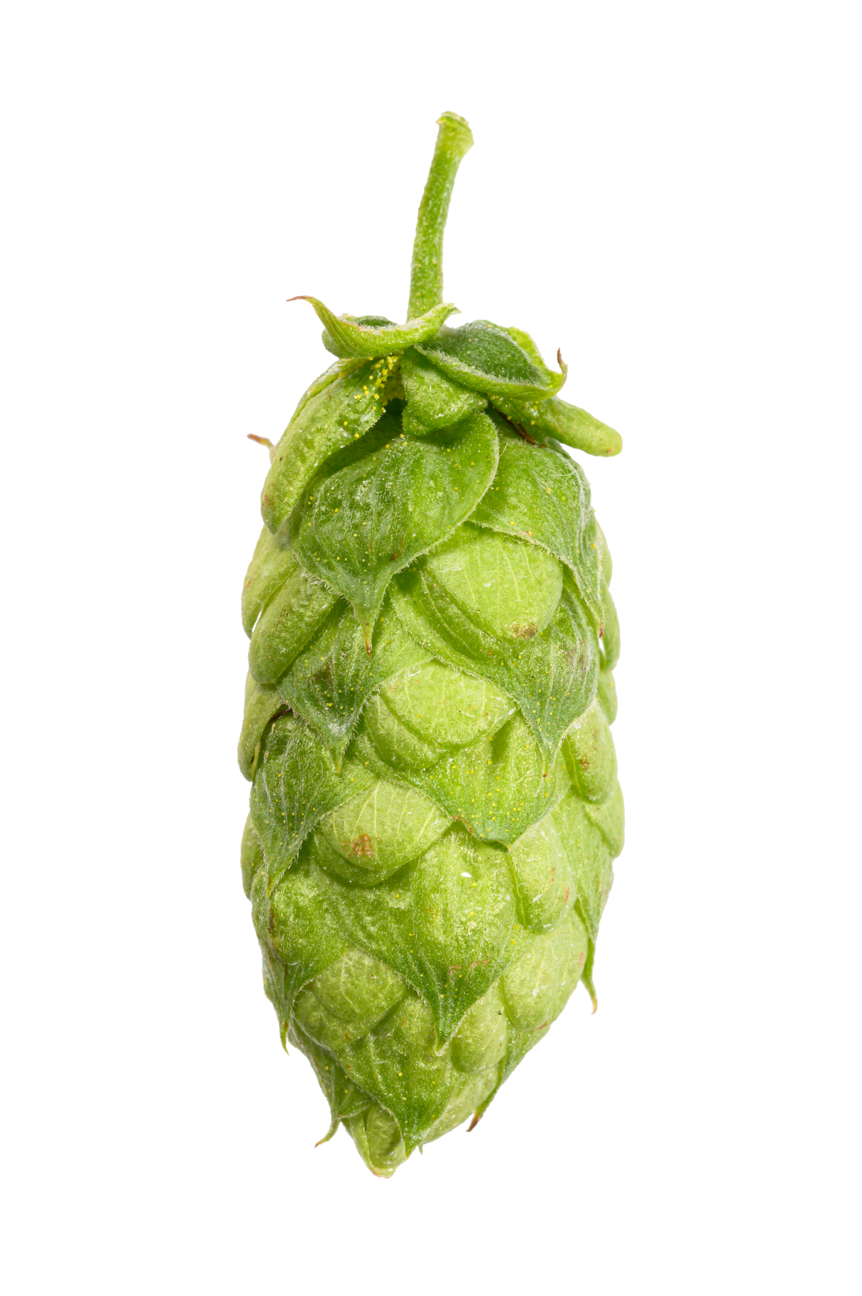 Herkules Whole Cone