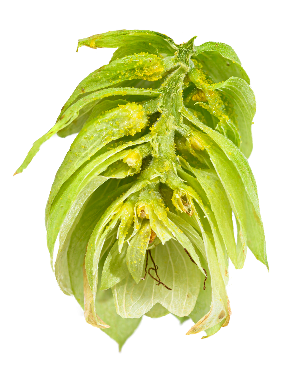 Saaz Dissected Cone Interior