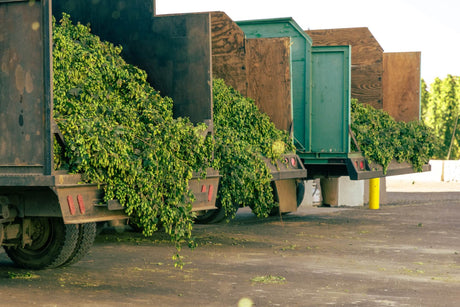 Trucks during hop harvest