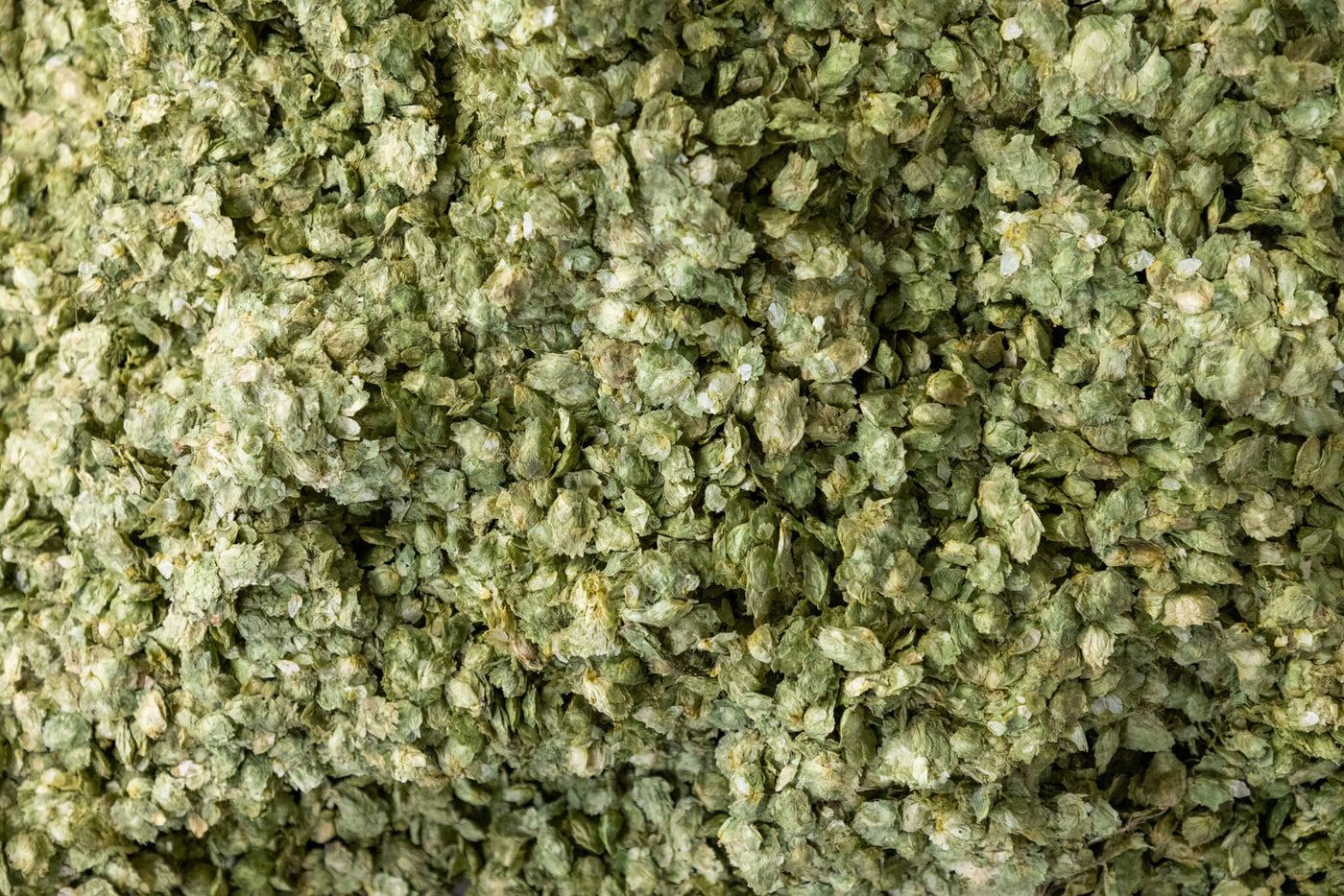 2025 Whole Cone Hops Now Available!