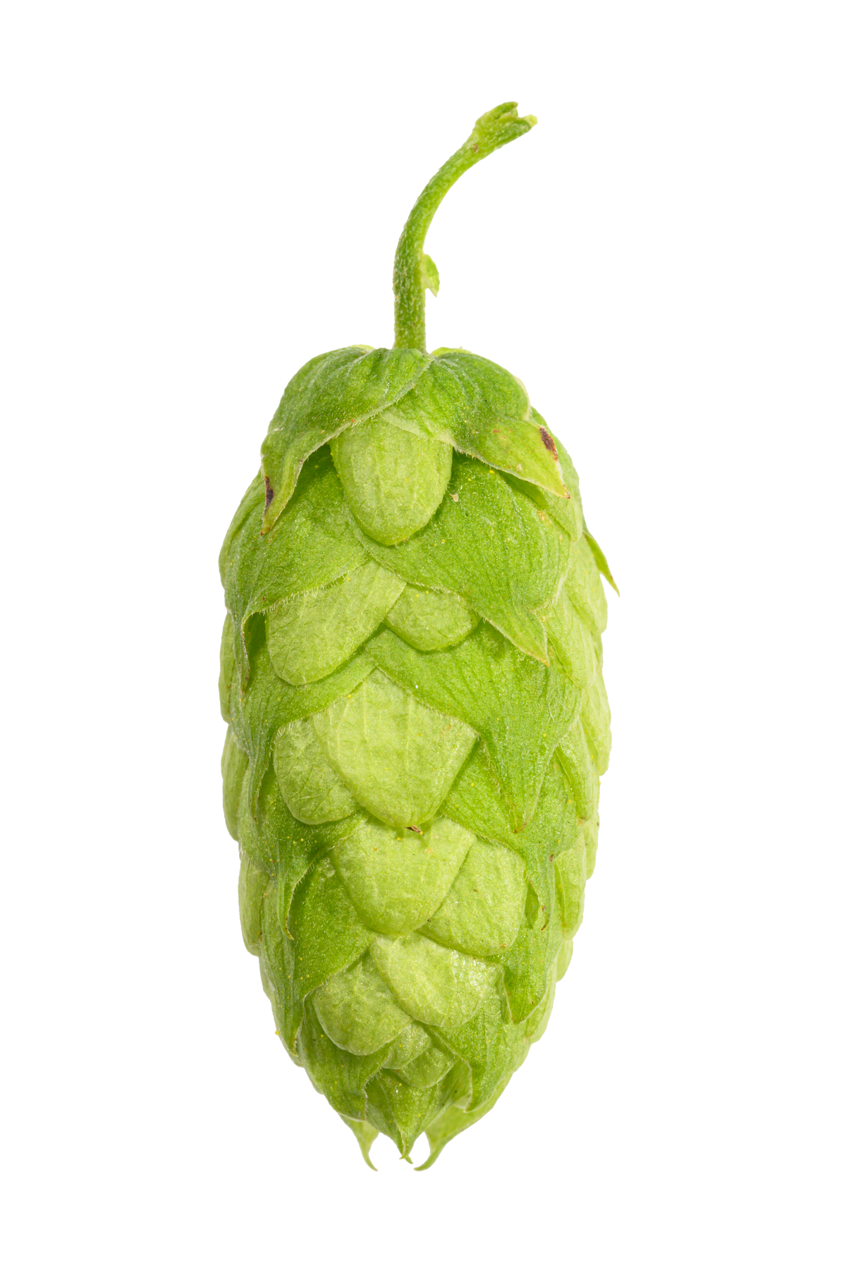 Amarillo Whole Cone
