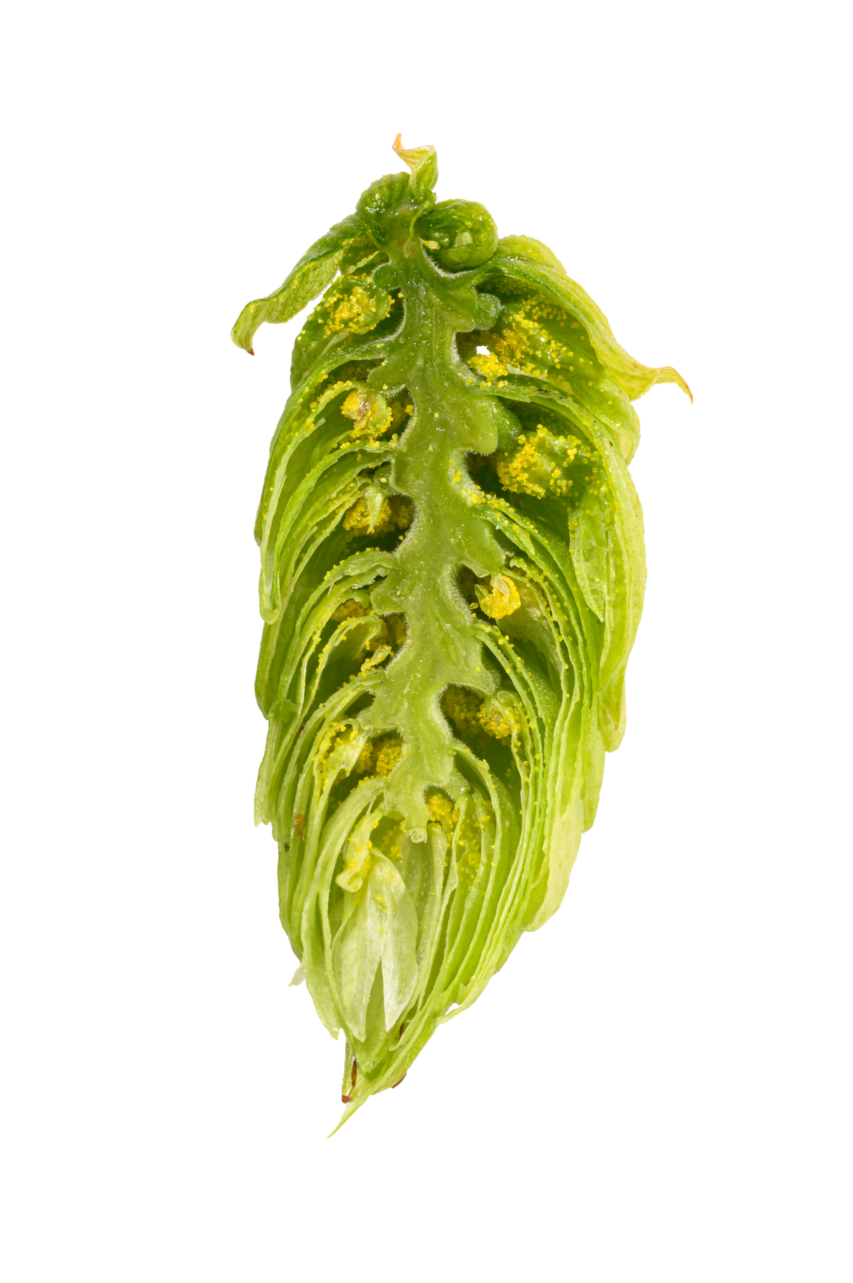 Callista Dissected Cone Interior