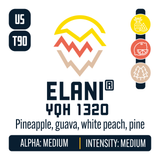 Elani Hop Profile: Sweet Fruit, Citrus, Woody Aromatic