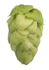 Enigma Whole Cone