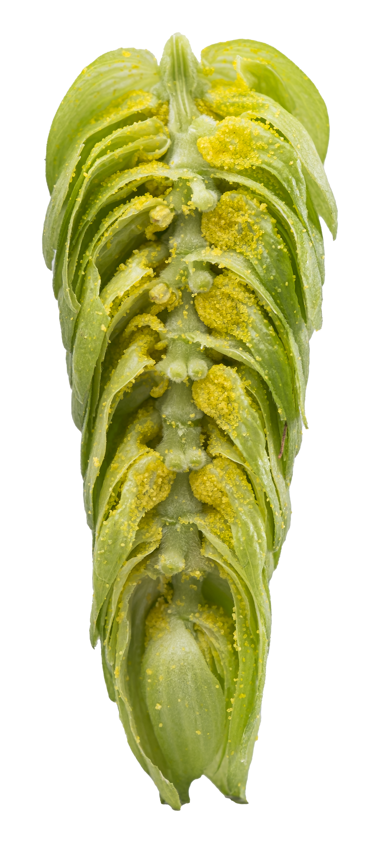 Galaxy Dissected Cone Interior