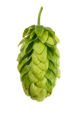 Hallertau Mittelfruh Whole Cone