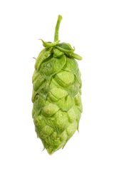 Herkules Whole Cone