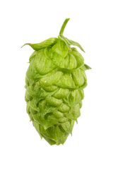 Mandarina Bavaria Hop Cone