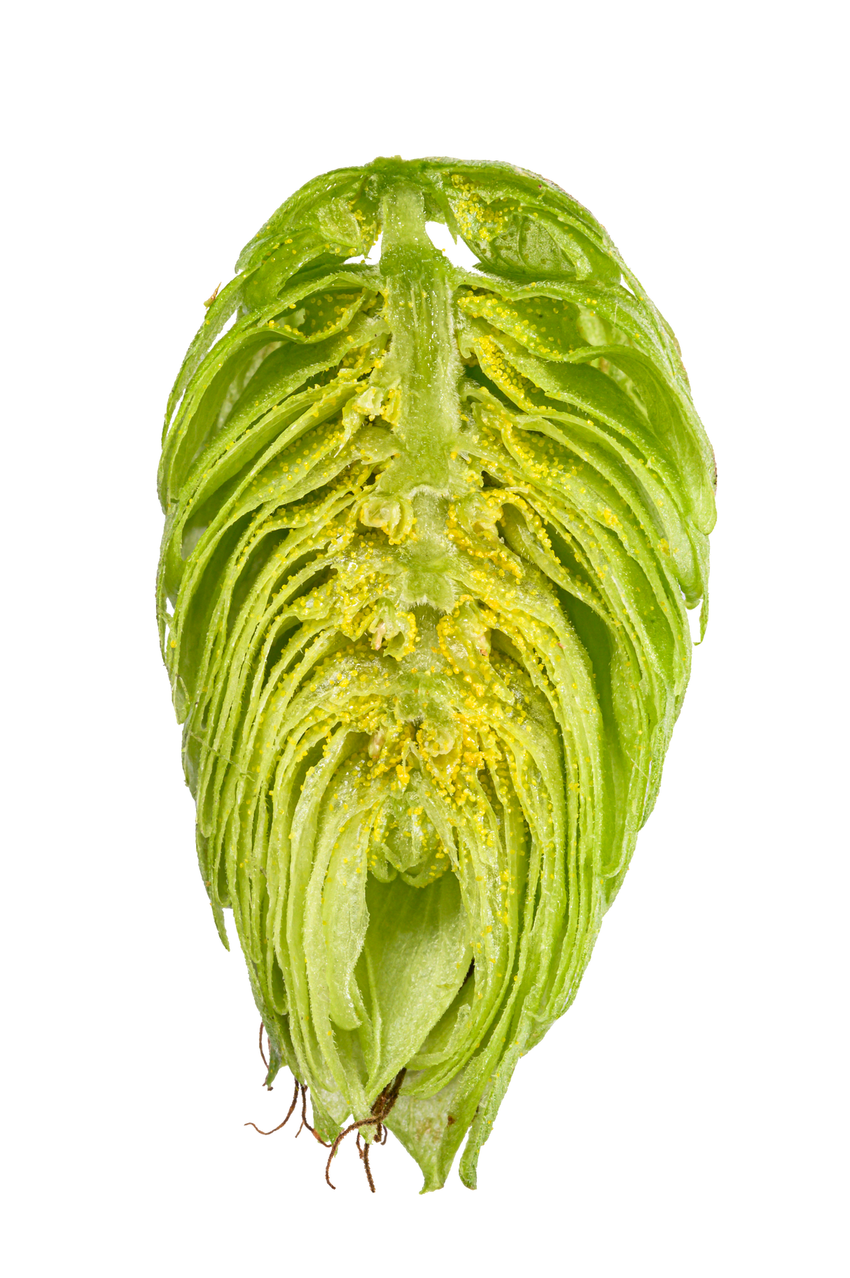 Nugget Dissected Cone Interior