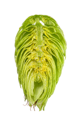 Nugget Dissected Cone Interior