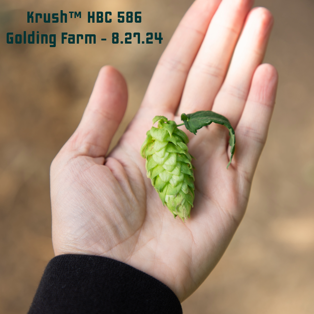 Krush HBC 586 Hops