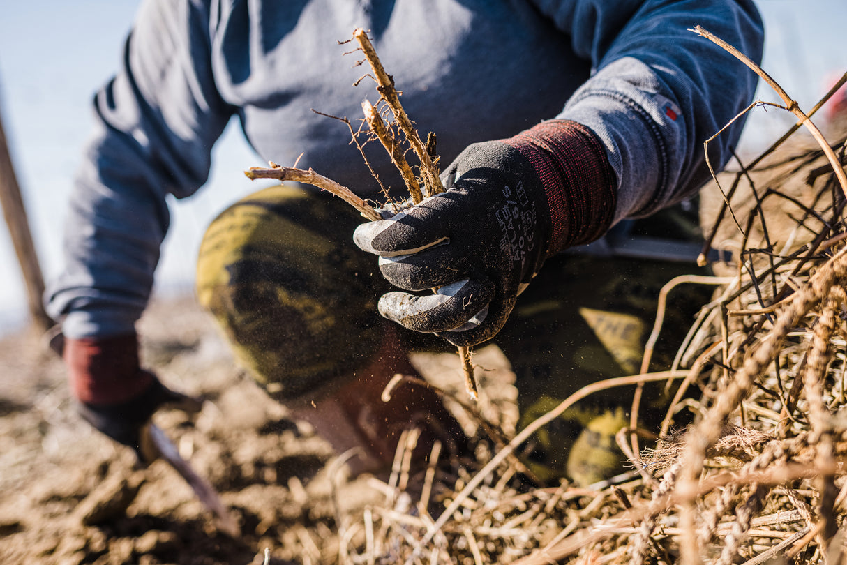 Harvesting hop rhizomes